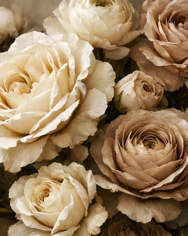 Mint by Michelle -  Antique Cream Rose Decoupage Paper